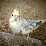 cockatiel diet