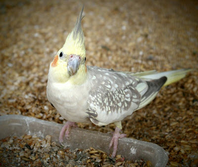 cockatiel diet