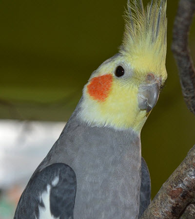 cockatiel lifespan