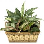 plants