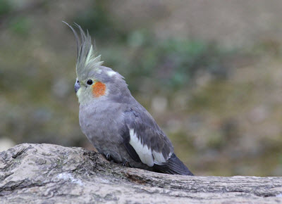 wild cockatiel