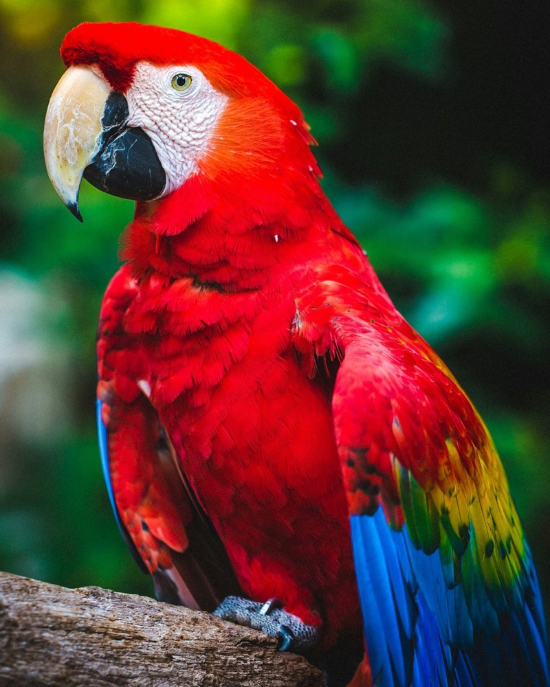 Cockatiel Foundation food guide: colorful produce ideas for cockatiel foraging and treats